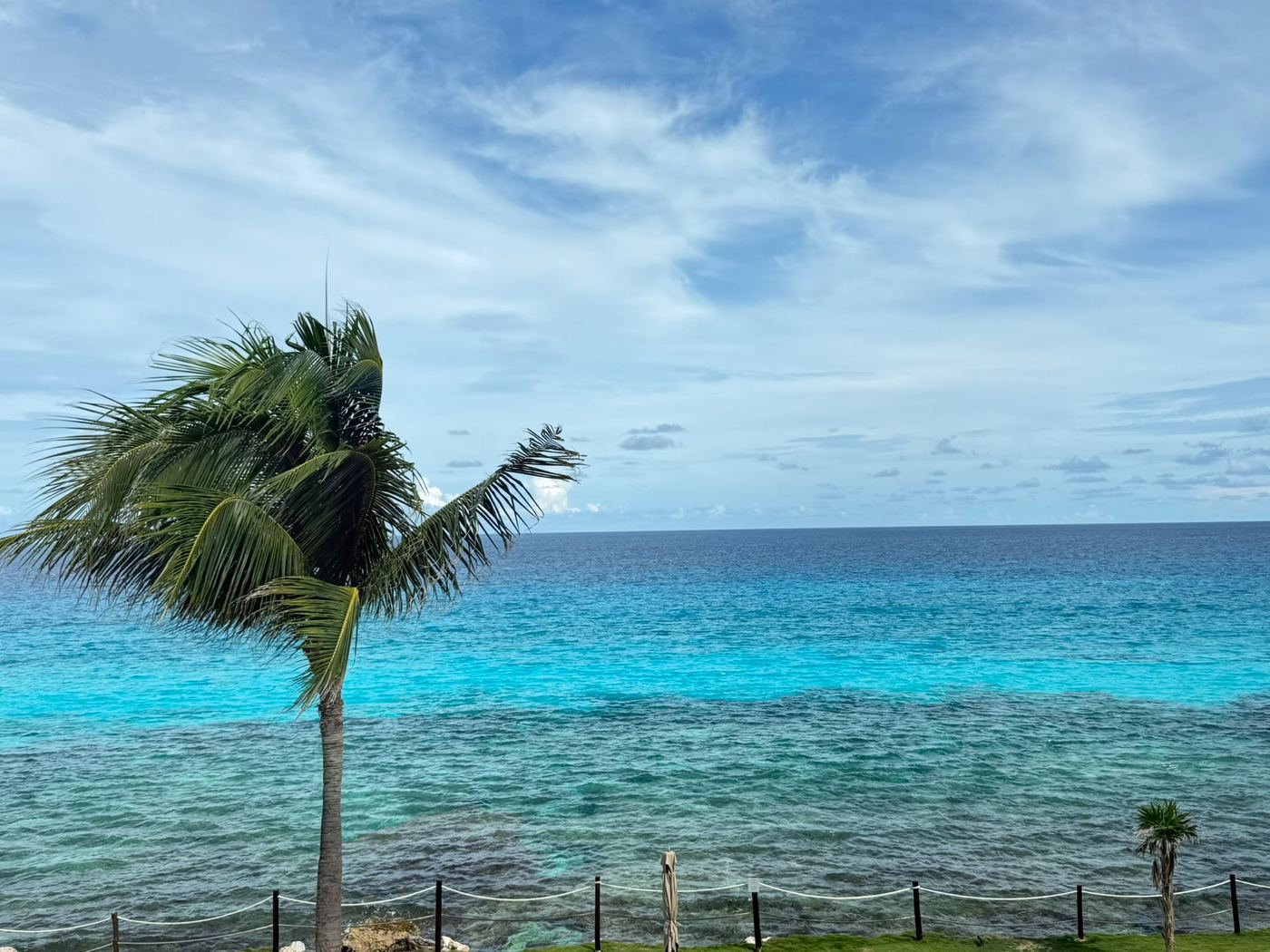דקל וים קריבי טורקיז