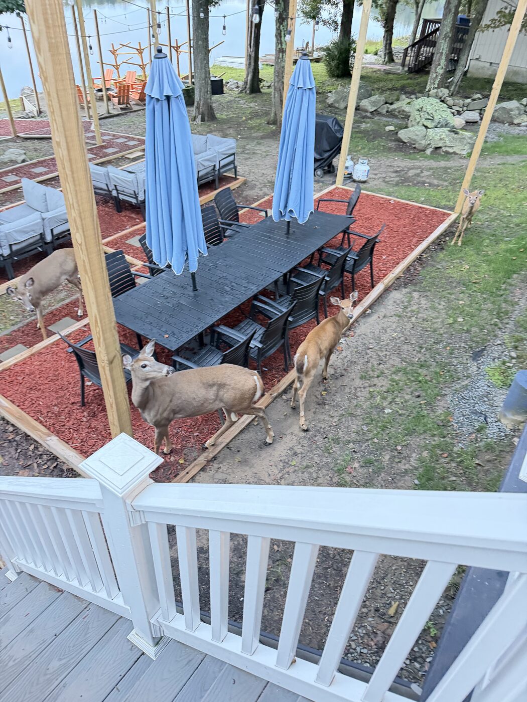 Un chevreuil passe devant la terrasse d'une maison de vacances des Poconos
